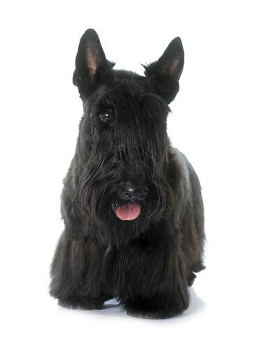 En vackert skött vuxen skotsk terrier som visar upp sina långa fransar och spetsiga öron.