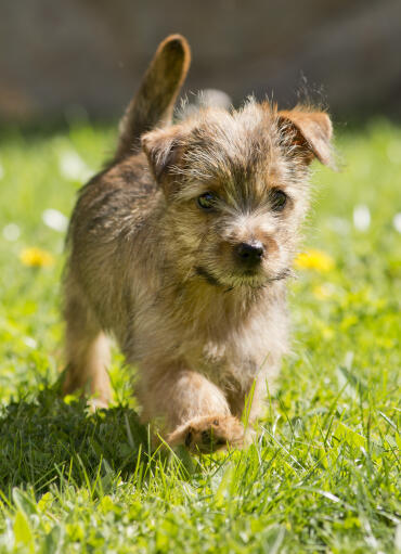 En norfolkterrier som promenerar längs gräset och visar upp sin vackra svans.