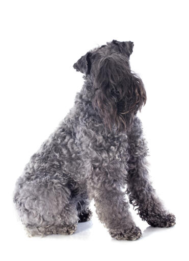 En härlig kerry blue terrier som sitter prydligt och väntar på uppmärksamhet