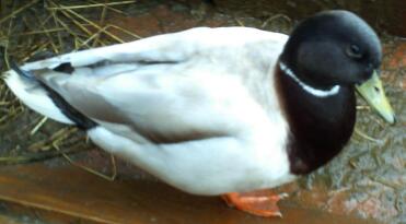 Aprikos Call Duck Drake