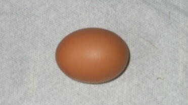 Ambers första ägg