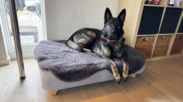 Sängen är storlek l, hunden är en grå schäfer tik nästan två år gammal, hon älskar sin säng.
