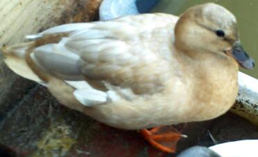 Aprikos kvinnlig Call Duck