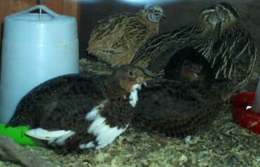 Coturnix vaktel