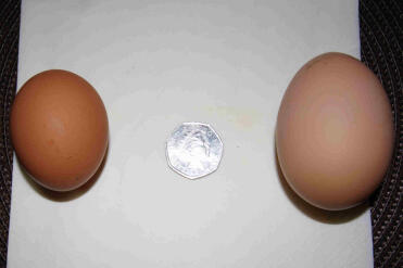 Ivy's ägg till vänster och Mavis ägg till höger