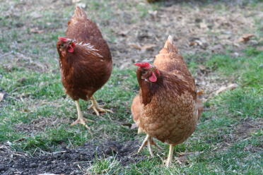 The Chicken Dance Eggwina & Henny