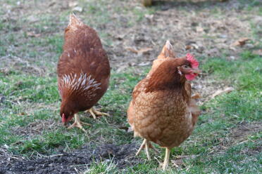 Eggwina & Henny visar sina unika fjädermönster och Hennys stora kam