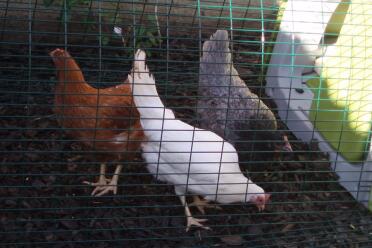 Träffa våra tjejer, köpt från Thorne Poultry Center den 2/07/07