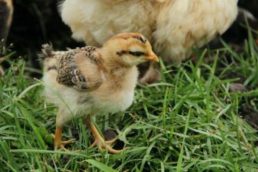 Legbar kyckling i gräset.