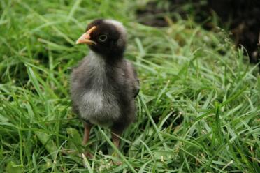 Maran chick i trädgården