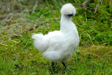 Vit Silkie Pullet