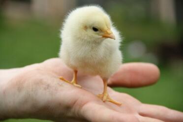 Kyckling som hålls i en hand