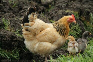 Sussexhönan med sina 2 kycklingar i trädgården.