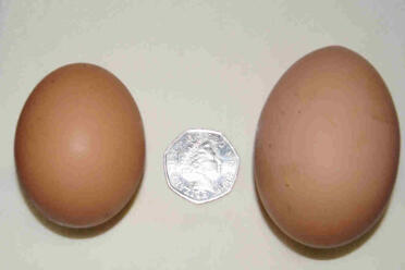 Den dubbla äggulan jämfört med ägget som Mavis lade i går