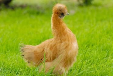 Guld Silkie Pullet