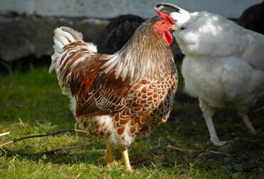 Stänk röd snörad Wyandotte Cockerel