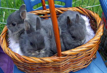 3 söta kaniner i en korg