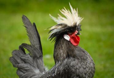 Vit krönad blå Polen Cockerel