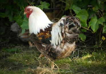 Lax Wyandotte Cockerel