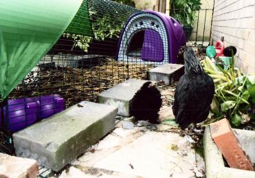 Här är två av våra kycklingar som pratar med varandra. 