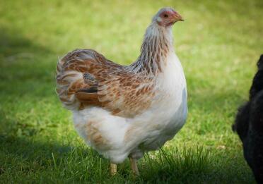 Lax Wyandotte Pullet