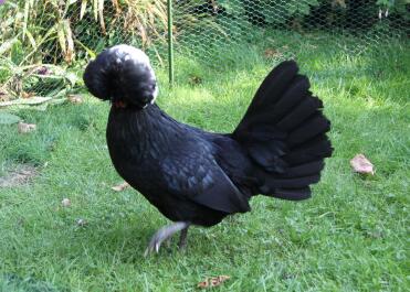 Polen bantam