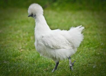 Vit Silkie Pullet