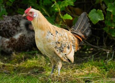 Young Citron Penciled Hamburg Cockerel