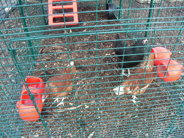 Och slutligen flickorna, thai, tex, vitlök och tandoori... (oroa dig inte, vi äter dem inte, det är bara våra favoritnamn för kycklingar) xxxxx