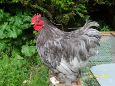 Kyckling på toppen av hönshuset