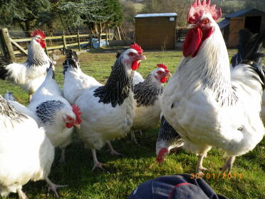 6 kycklingar poserar i trädgården
