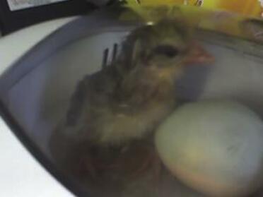 Första fågeln som klä ut inkubatorn! Namngivna Emily By My Niece x