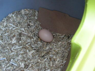 Ytterligare en bild av Josephines första ägg !!!