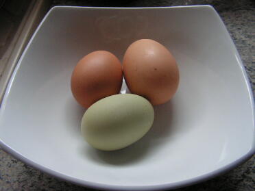 Joesphine är en normal storlek 53g med sin 76g whopper och det läckra gröna 49g First Egg från Bonny.
