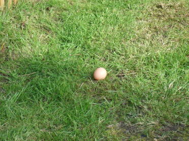 Och ytterligare ett foto av ägget bara för att fånga ögonblicket!