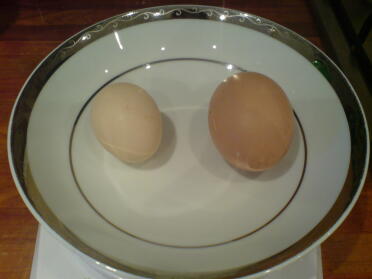 Vårt första Bantam-ägg.