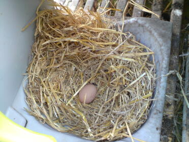 Smart Peggy har lagt sitt första ägg!