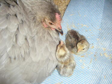 Våra två första kycklingar