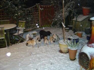 Hundar i snön 2007