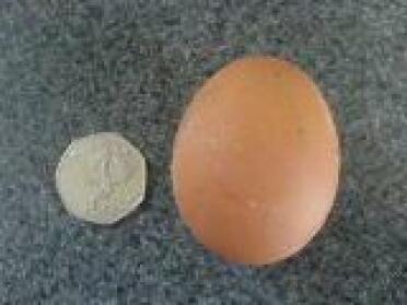 Det första ägget den 21 mars 08. Dolce's