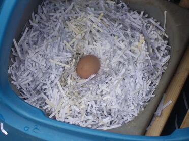 Vårt första ägg. Det bästa påskägget någonsin!