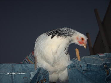 va? Det finns en kyckling på tvättlinjen!