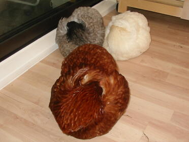 Mina sömniga kycklingar