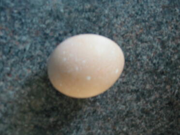 Ambers First Egg, härlig stor med vita fläckar.
