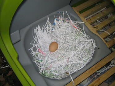 Vårt första ägg som vi hittade det