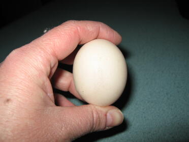 Eggnas första ägg dag två