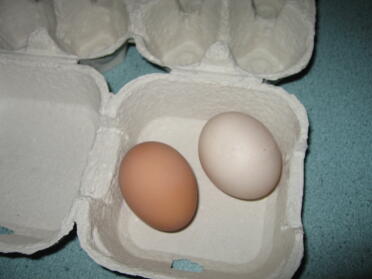 lilla bruna första ägget Eggwinas lilla beige första ägget Eggna