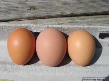 Gårdagens ägg är det en plommon som rodnar i mitten? Jag tror att vi är färdiga med inga skalägg inga i två dagar och sedan den här skönheten först i den här färgen. De andra 3 lägger bruna ägg.