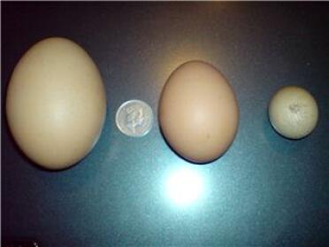 Ett ägg på 129 g som läggs av en av Mitchells höns 2 april 2008
