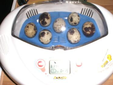 ägg i inkubator